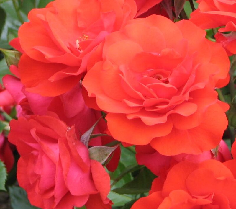 Red Roses in Bloom — Vibrant, Summer