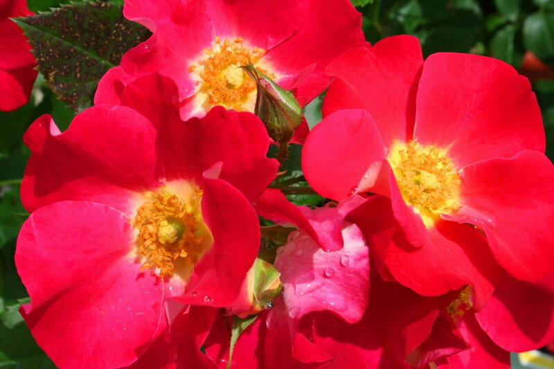 Red Roses in Bloom — Vibrant