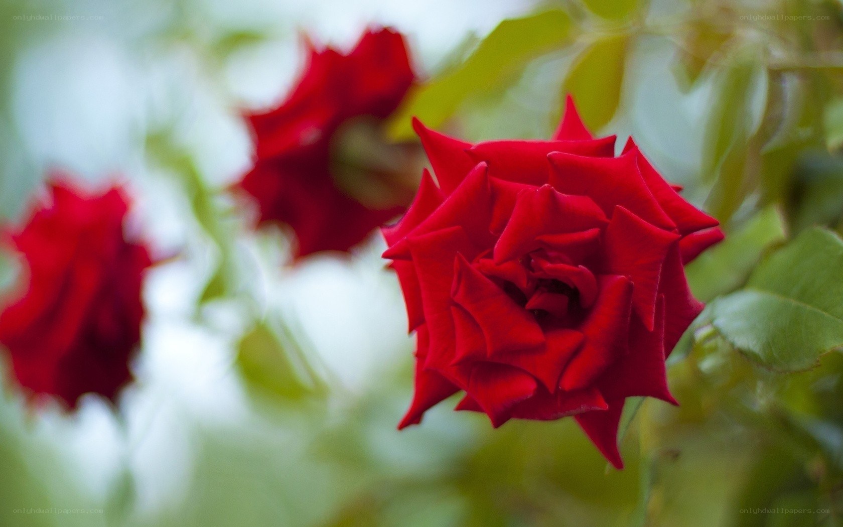 Red roses in bloom