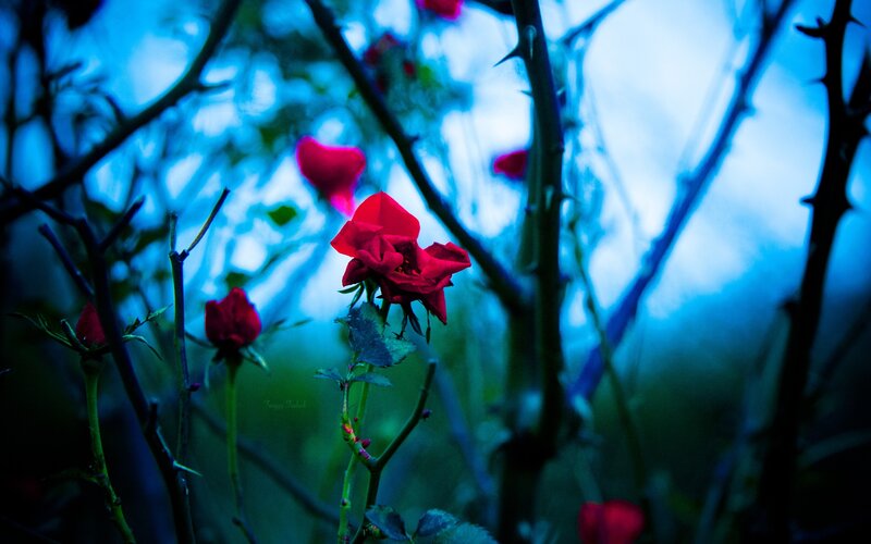 Red roses in blue light