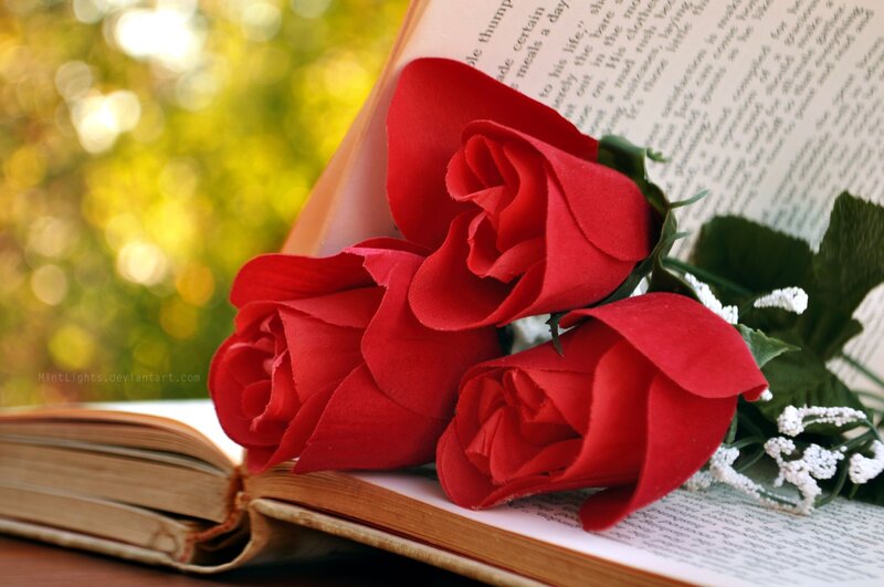 Red Roses in Book — Serene