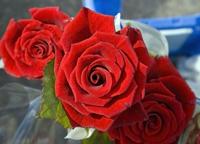 Red Roses in Bouquet — Calm, Afternoon