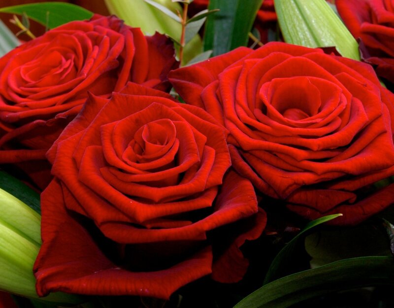 Red Roses in Bouquet — Calm, Photograph, Green Leaves
