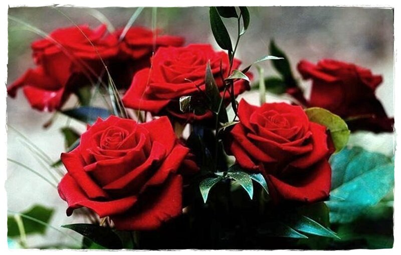 Red Roses in Bouquet — Calm, Photograph, Leaves, Greenery