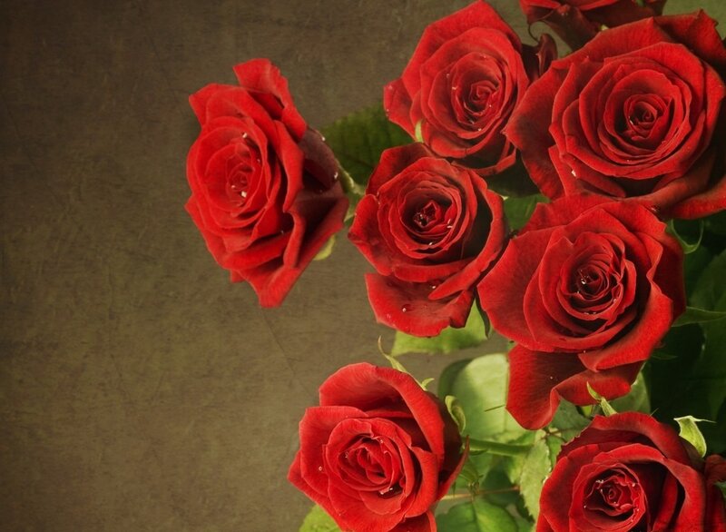 Red Roses in Bouquet — Calm, Photograph