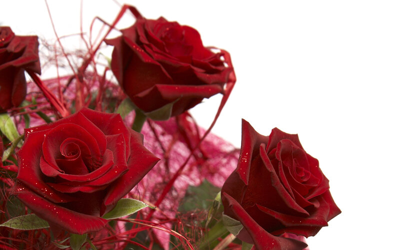 Red Roses in Bouquet — Calm