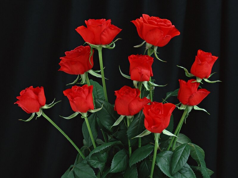 Red Roses in Bouquet — Dramatic, Photograph, Green Leaves, Stems, Green