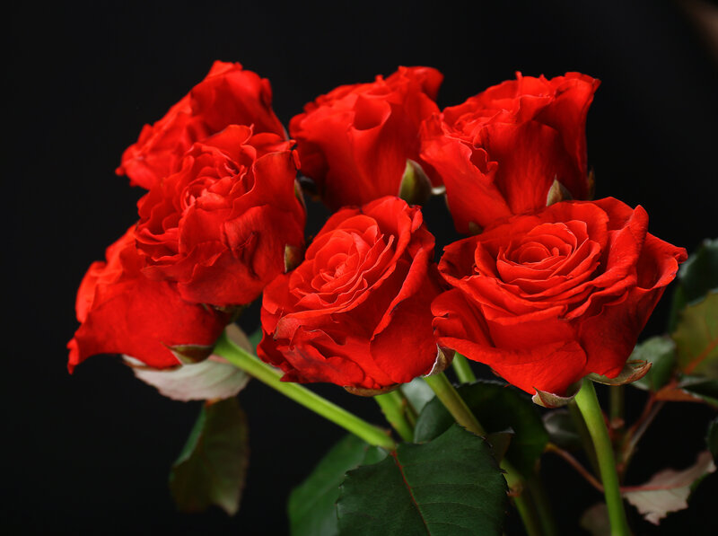 Red Roses in Bouquet — Dramatic, Photograph, Green Leaves, Stems