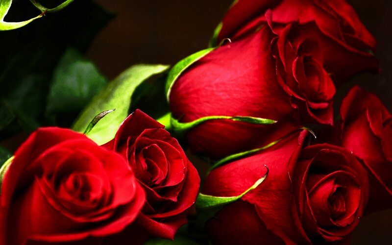 Red Roses in Bouquet — Dramatic, Photograph, Green Leaves