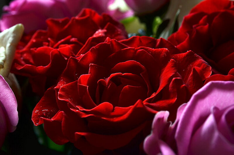 Red Roses in Bouquet — Dramatic, Photograph, Pink Roses