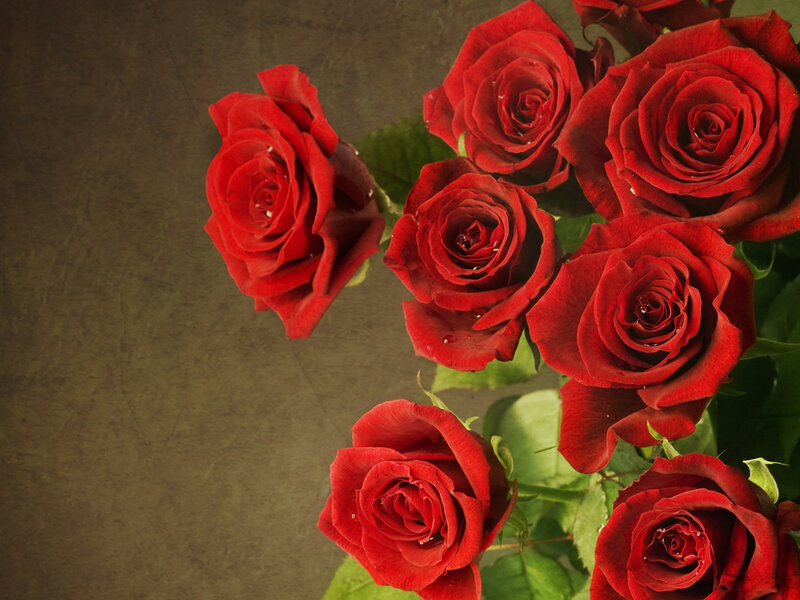 Red Roses in Bouquet — Dramatic, Photograph