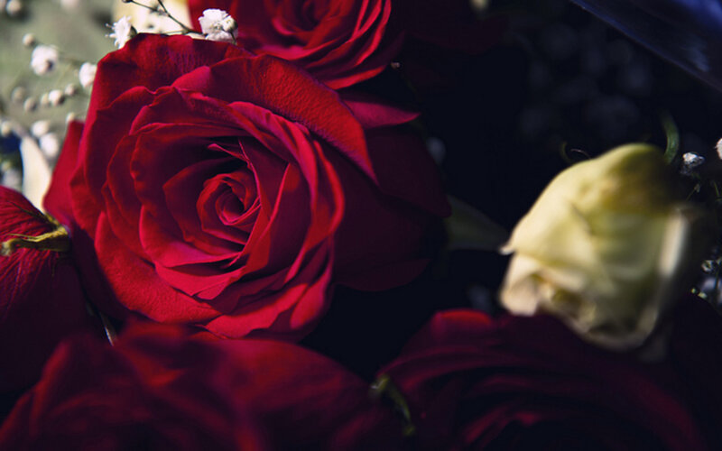 Red Roses in Bouquet — Dramatic, Photograph, White Flowers