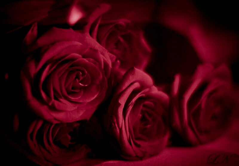Red Roses in Bouquet — Dramatic