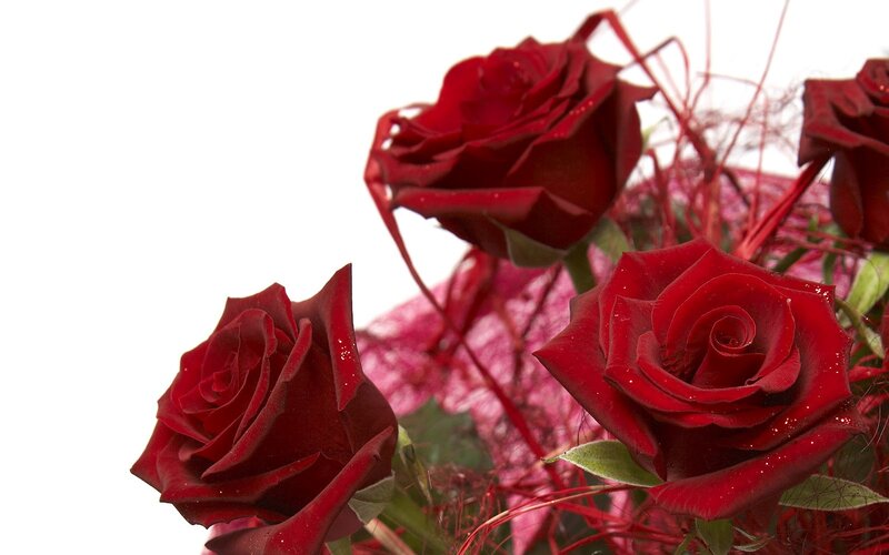 Red Roses in Bouquet — Romantic, Photograph
