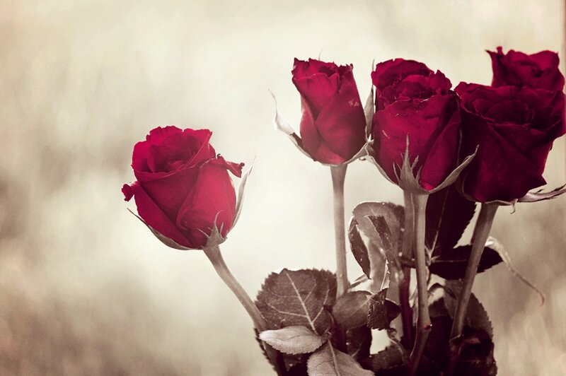 Red Roses in Bouquet — Serene