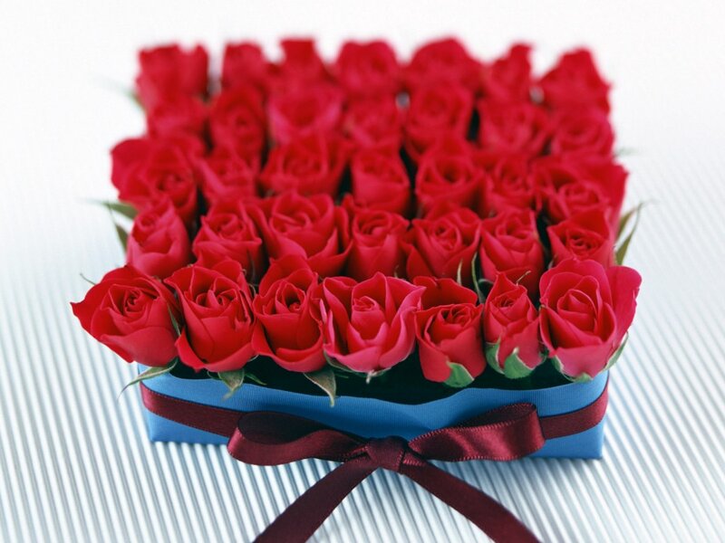 Red Roses in Box — Calm, Photograph, Ribbon