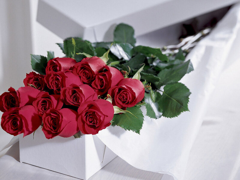 Red Roses in Box — Calm, Photograph