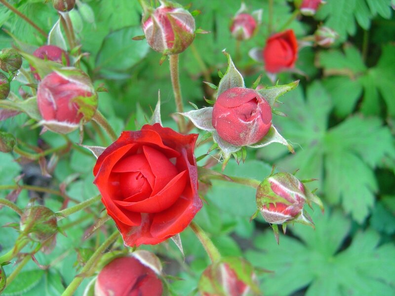 Red roses in bud and bloom