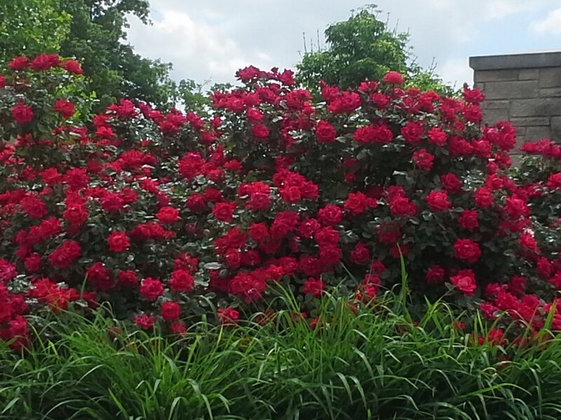Red Roses in Bush — Calm