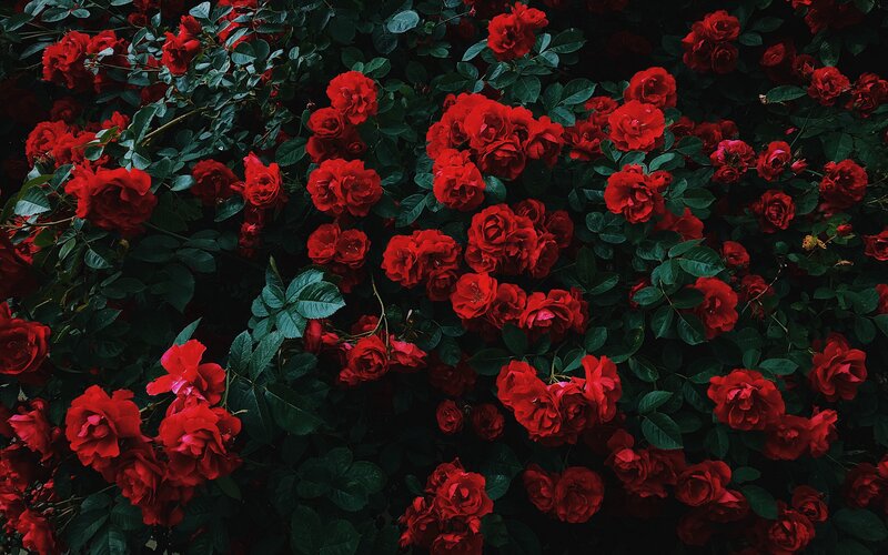 Red Roses in Bush — Dramatic
