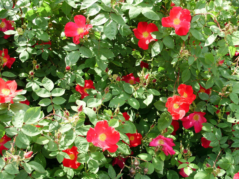 Red Roses in Bush — Natural, Afternoon