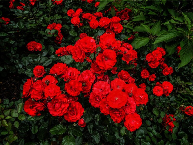 Red Roses in Bush — Natural