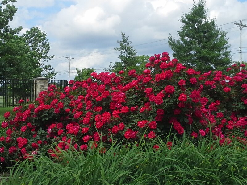 Red Roses in Bush