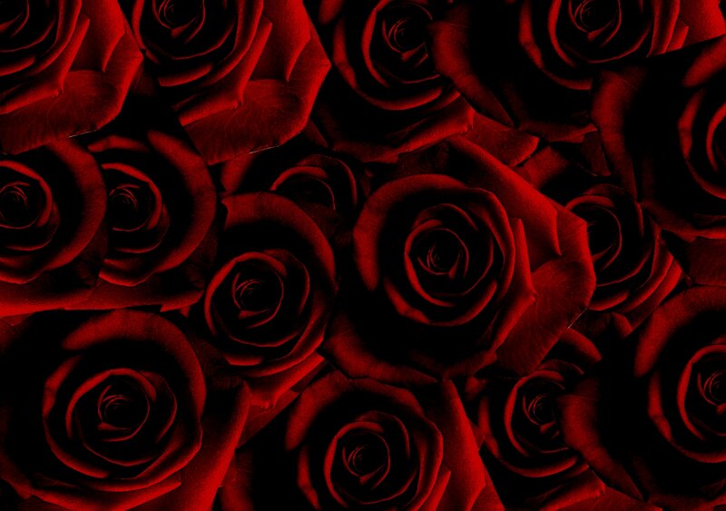 Red Roses in Close-up — Dark