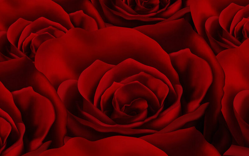 Red Roses in Close-up — Dramatic, Photograph