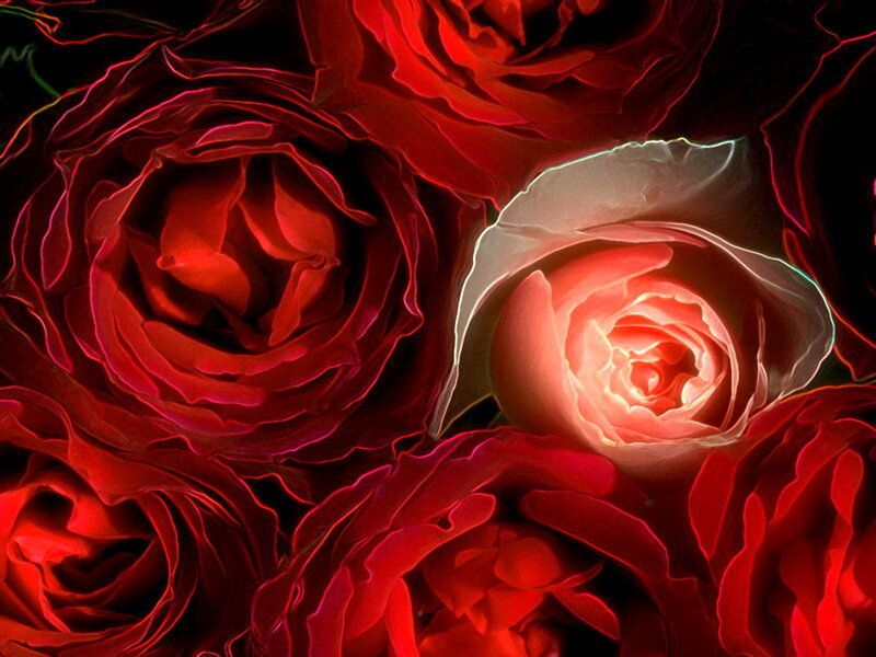 Red Roses in Close-up — Dramatic