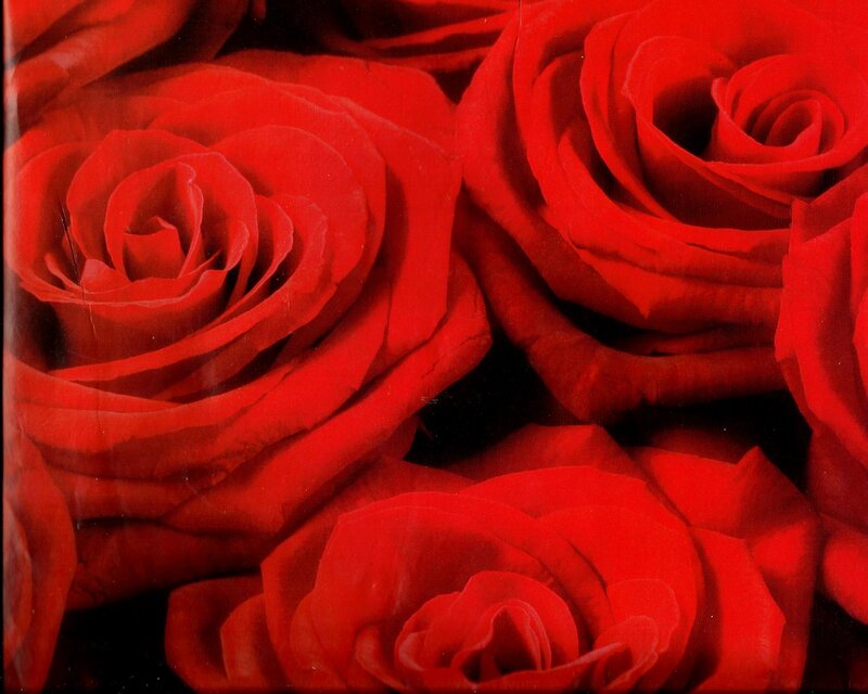 Red Roses in Close-up — Intense