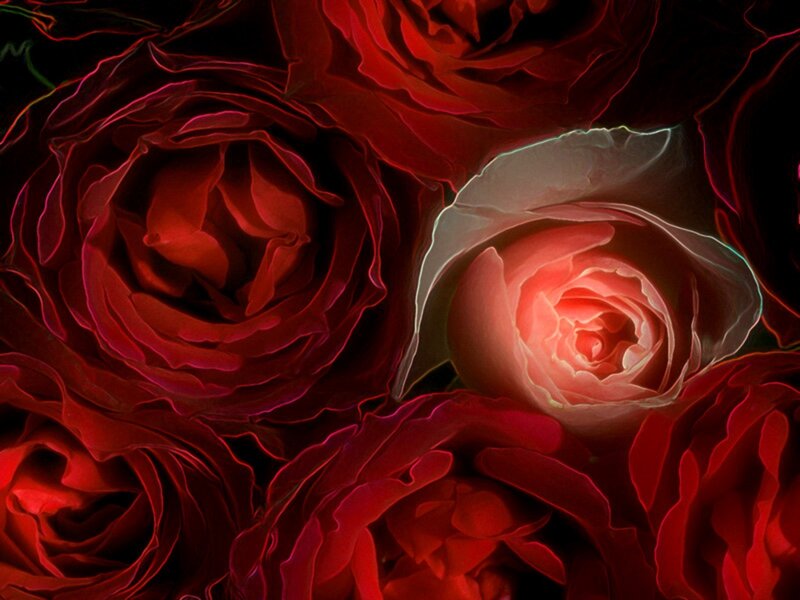 Red Roses in Close-up