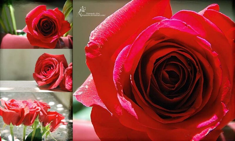 Red Roses in Collage — Serene