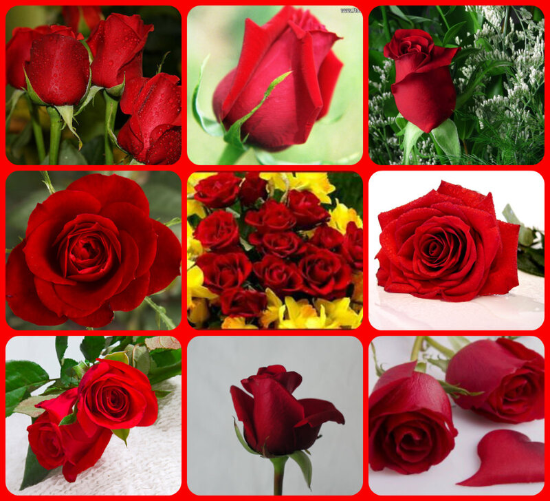 Red Roses in Collage