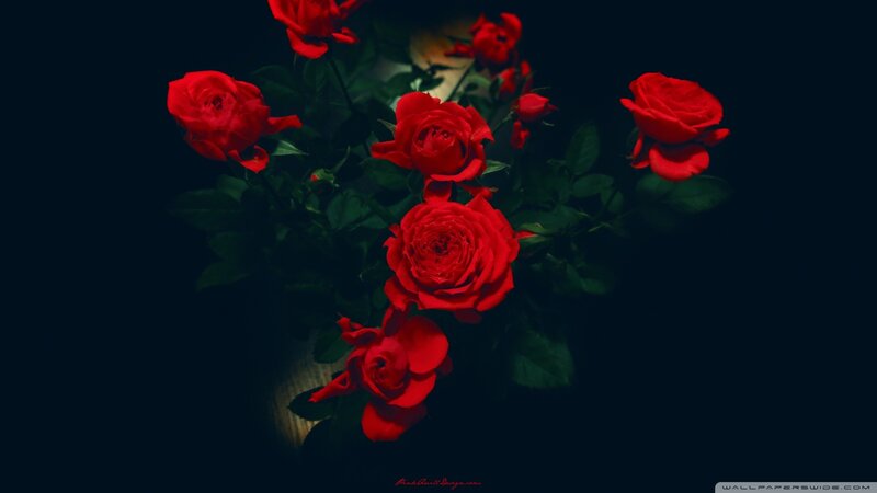 Red Roses in Dark — Dramatic, Night