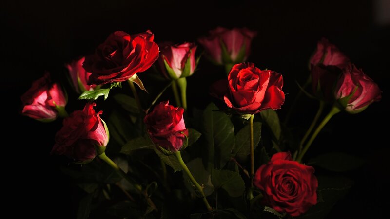Red Roses in Dark — Dramatic
