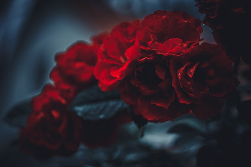 Red Roses in Dark Light
