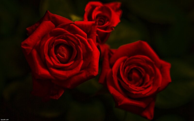 Red roses in dark setting