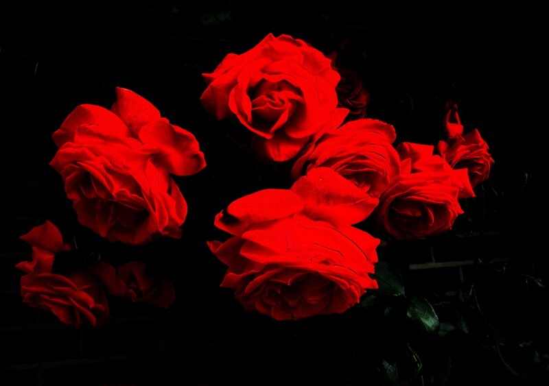 Red Roses in Dark