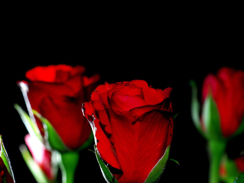 Red roses in darkness
