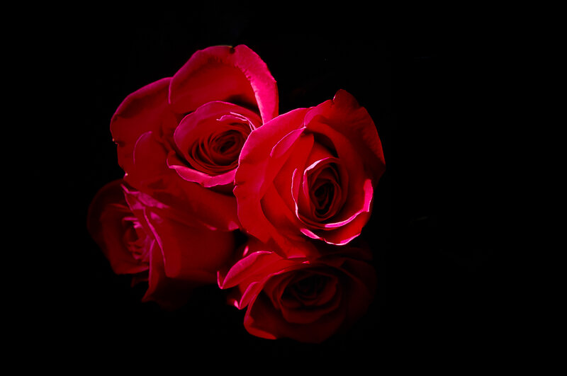 Red Roses in Darkness — Dramatic, Night