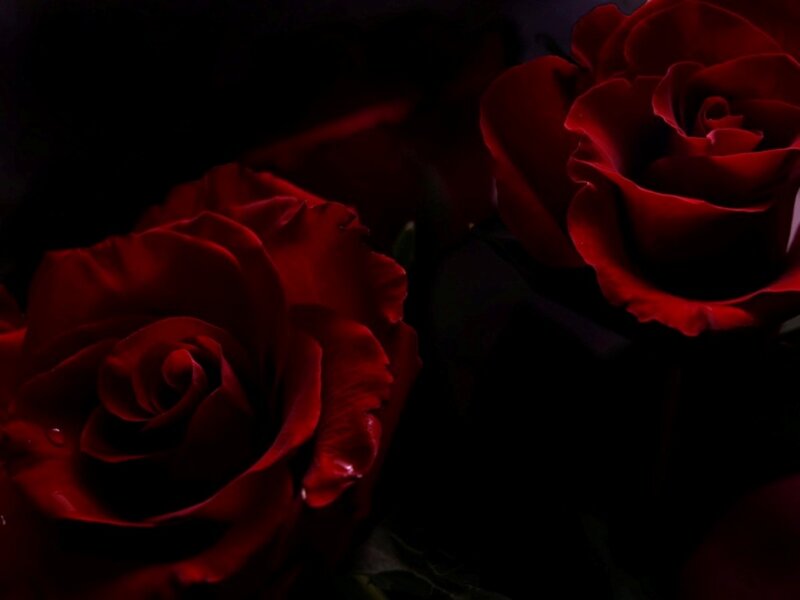 Red Roses in Darkness — Dramatic