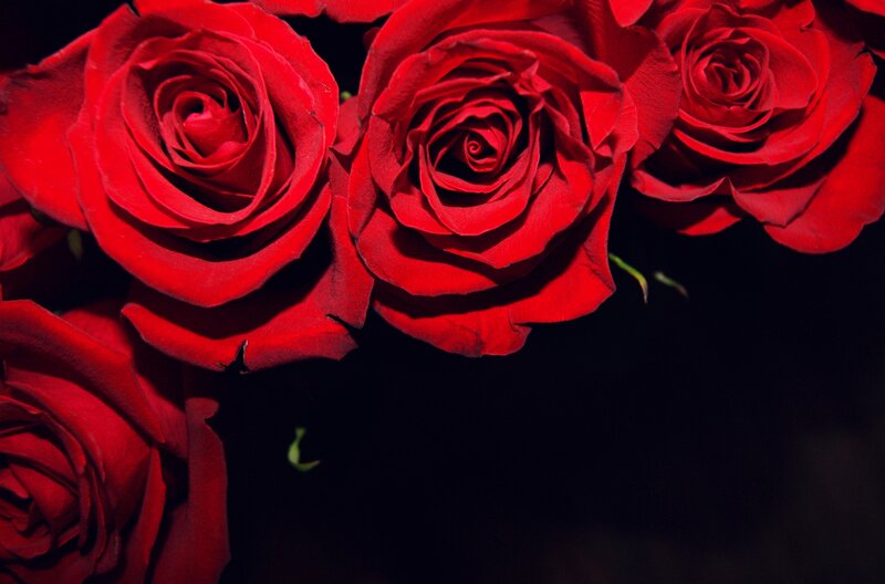 Red roses in darkness