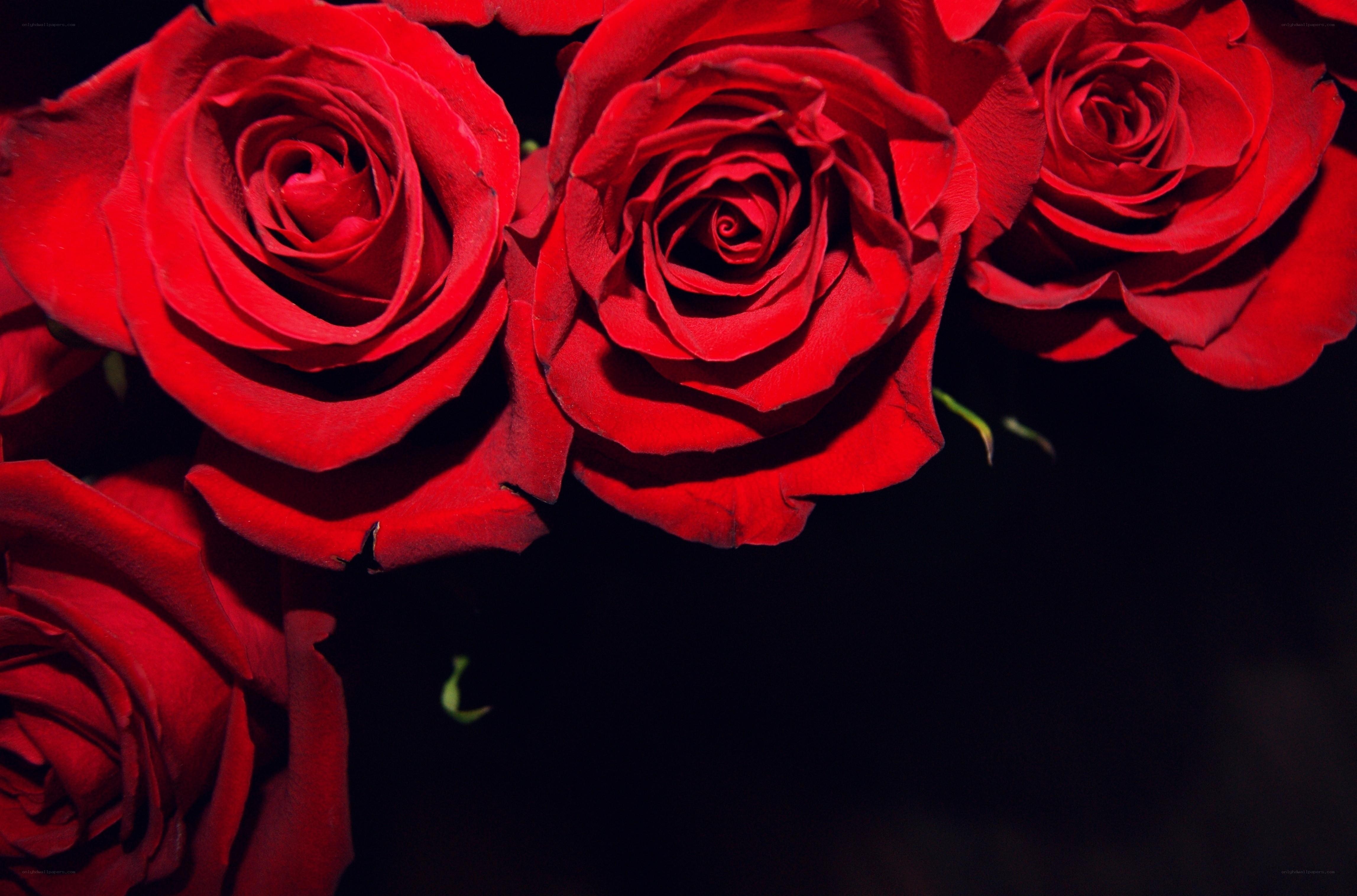 Red roses in darkness
