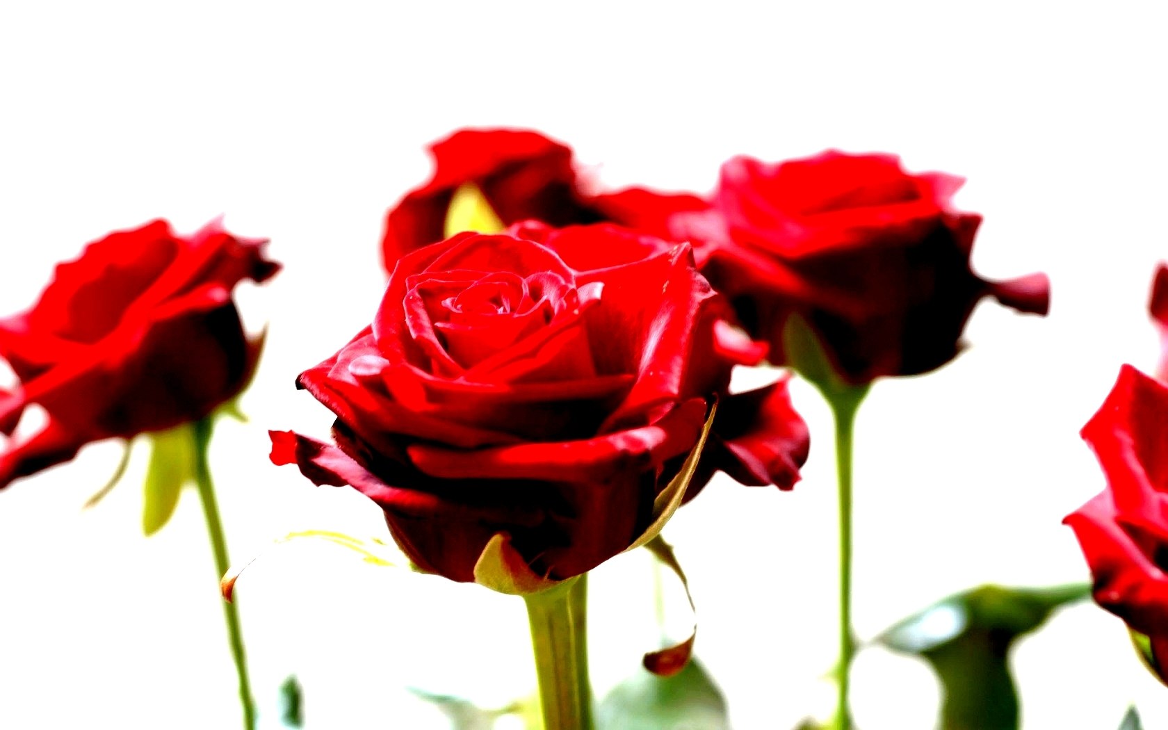 Red roses in focus