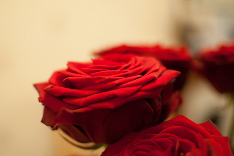 Red Roses in Focus — Calm, Photograph