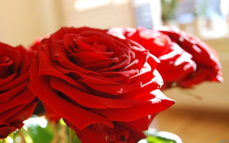 Red Roses in Focus — Calm