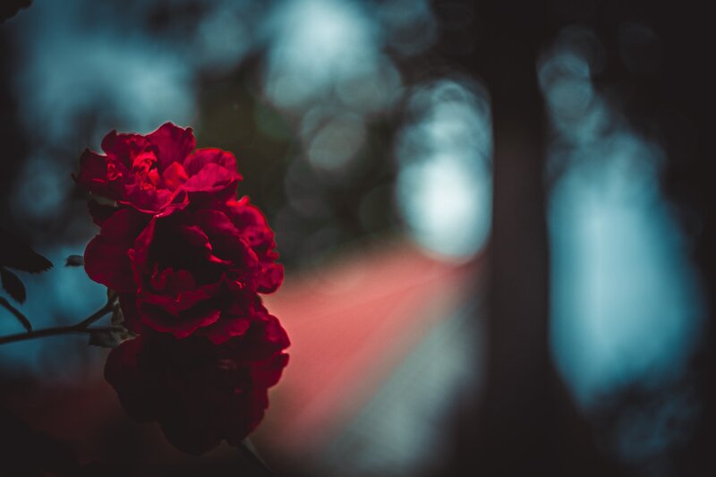 Red Roses in Focus — Dramatic, Night