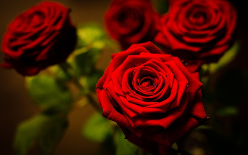 Red Roses in Focus — Dramatic, Photograph, Green Leaves