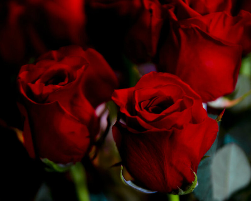 Red Roses in Focus — Dramatic, Photograph, Petals